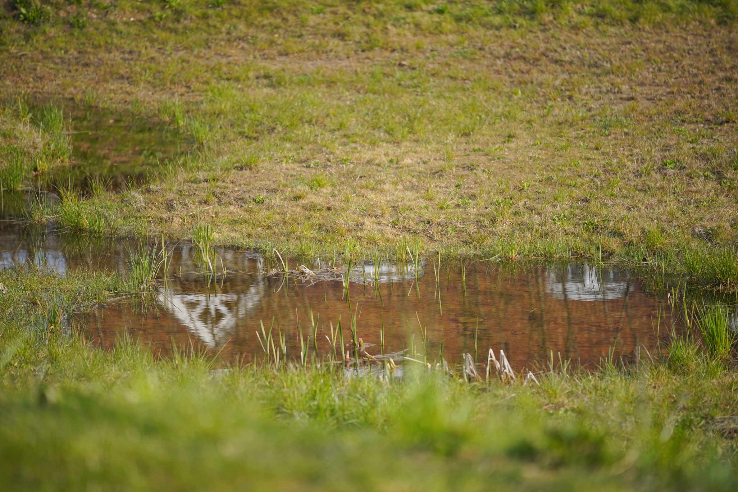 Surface Water